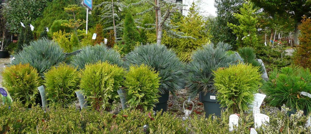 Selection of Conifers at Ardcarne Garden Centre - October 2025
