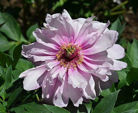 Paeonia 'First Arrival' - Photo by Derek Ramsey (CC BY-SA 4.0)