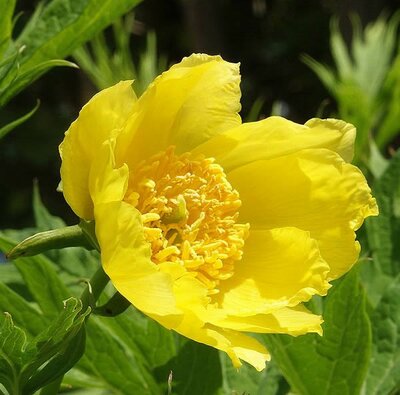 Paeonia 'Lutea' - Photo by Bernd Haynold (GFDL)