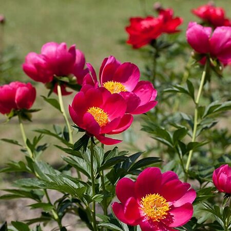 Paeonia 'Scarlett O 'Hara' - Photo by Yoko Nekonomania (CC BY-SA 2.0)