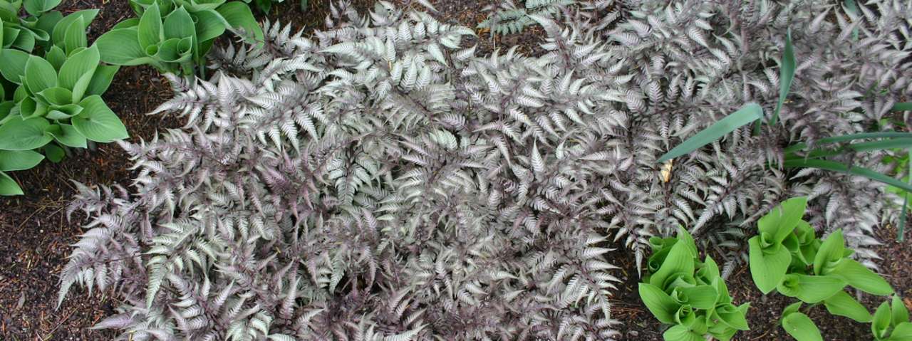 Japanese painted fern - Photo by Ryan Somma (CC BY-SA 2.0)