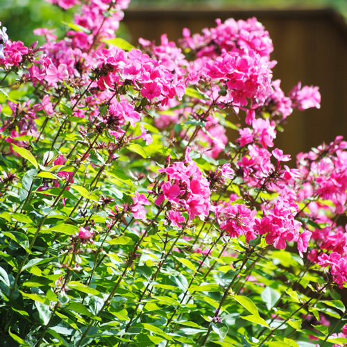 Phlox paniculata - Image by immeemz from Pixabay