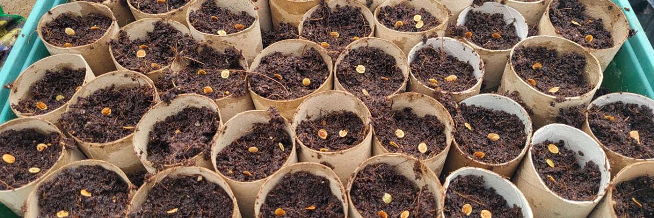 Parsnip seeds sown in cardboard tubes can enable more control over germination - Photo taken by Richard (AGC) - 8/02/2026