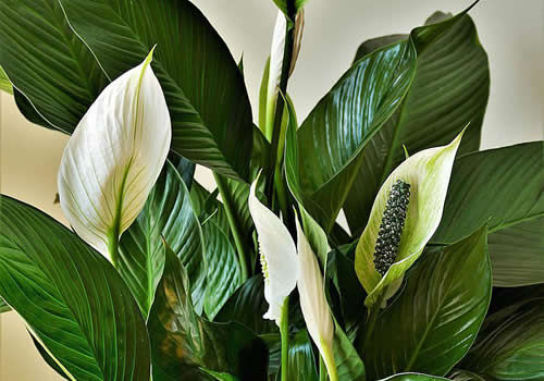 Peace lily Image by Erwin from Pixabay 