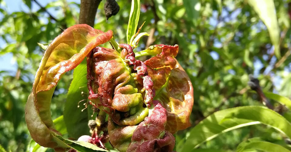 An example of peach-leaf curl - Peach-leaf-curl - Phot by Tanasa009 (CC BY-SA 4.0)