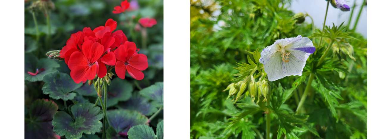 Pelargonium (left) vs. Geranium (right) 