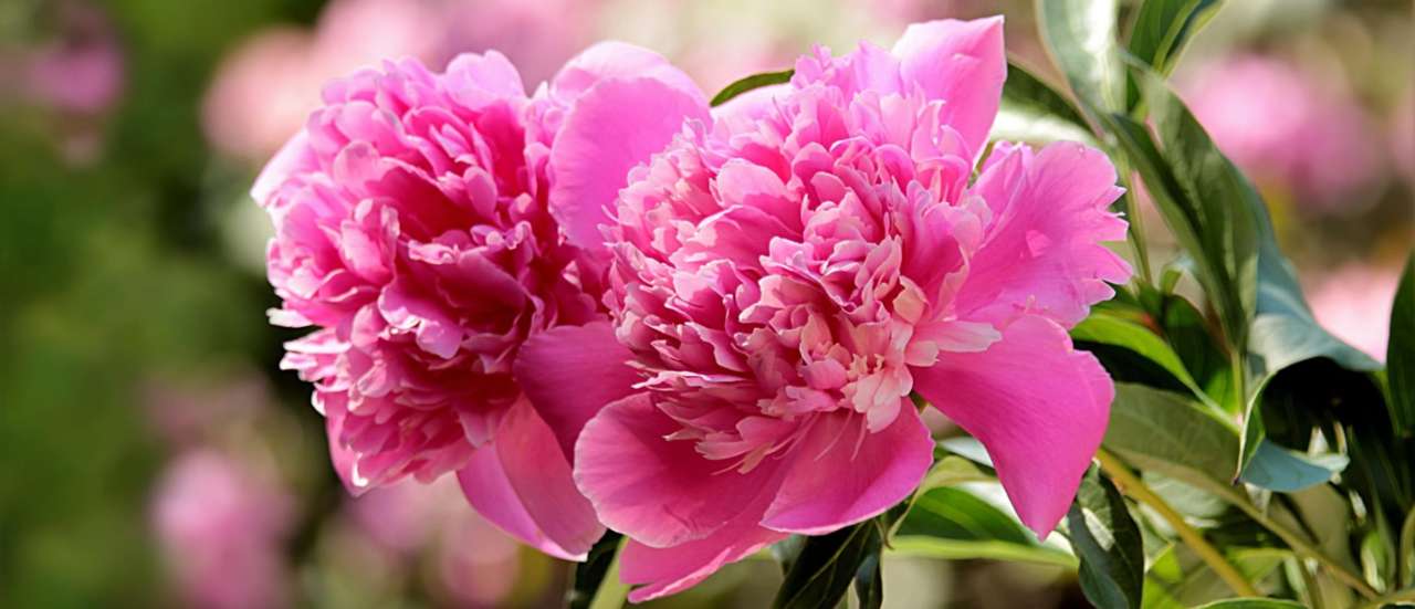 Peony - Image by Christiane from Pixabay