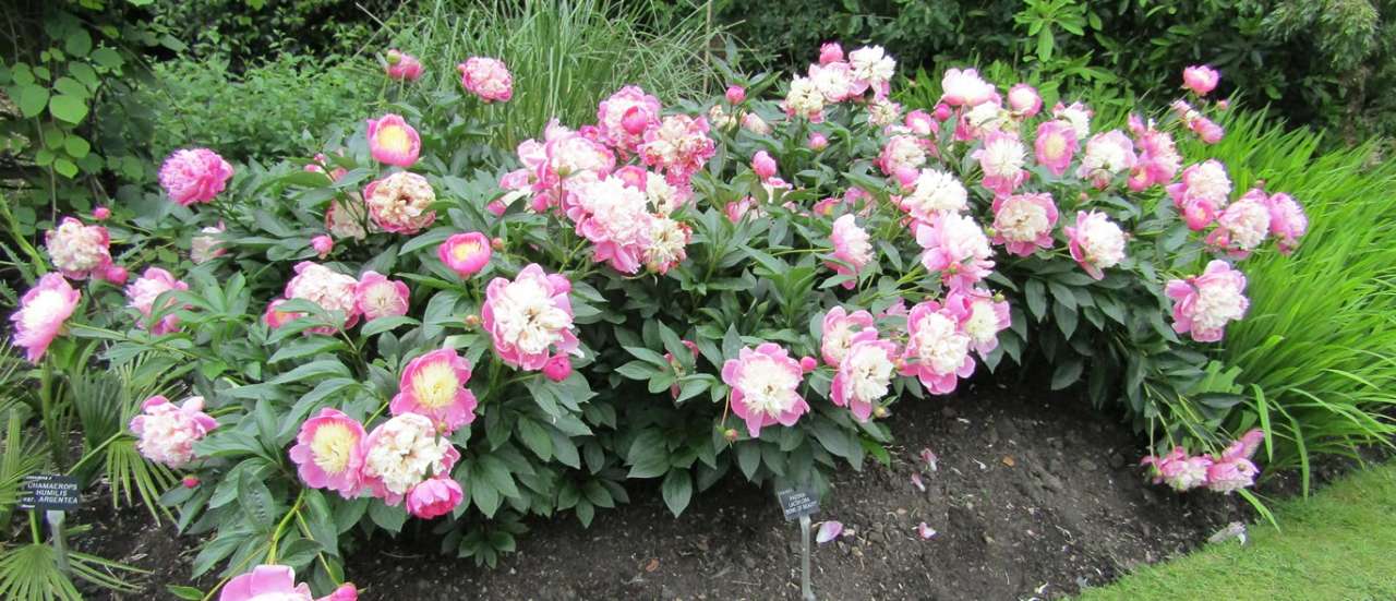 Peony - Photo by Leonora (Ellie) Enking (CC BY-SA 2.0)
