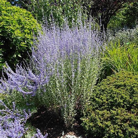 Perovskia 'Little Spire' in flower - Photo by Salicyna (CC BY-SA 4.0)
