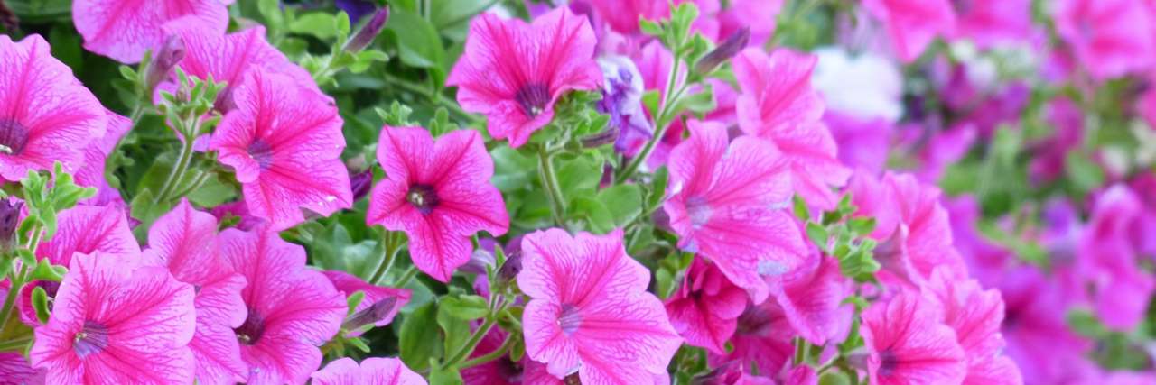 Petunias are a popular annual plant - Image by Hans from Pixabay
