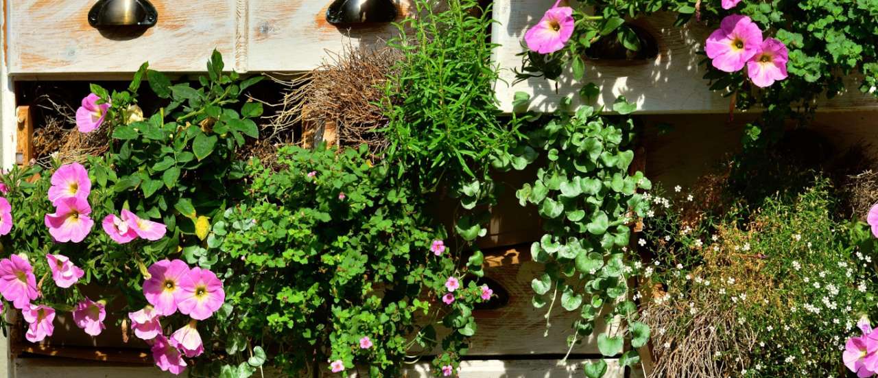 Petunias growing in a lined chest of drawers that has been repurposed as a vertical planter - Image by congerdesign from Pixabay - 