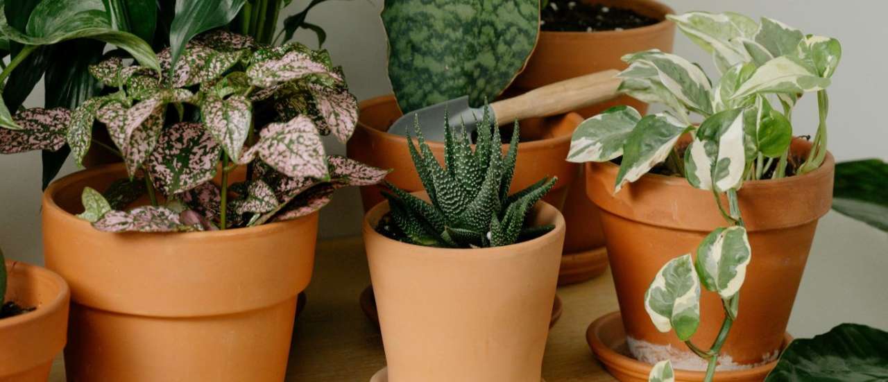 Aloe Vera combined with other houseplants in terracotta pots to create an attractive sideboard display - Photo by cottonbro studio courtesy of Pexels (CC0 1.0) 
