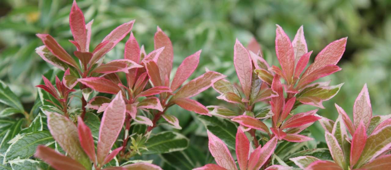 Pieris 'Little Heath' - Image by Davie Bicker from Pixabay