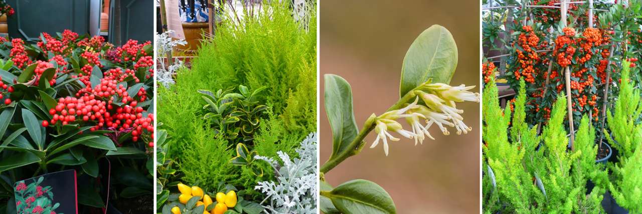 Skimmia, Cupressus 'Goldcrest', Sarcococca, Pyracantha with Heather - Photos taken at Ardcarne Garden Centre, Boyle, 10/10/2025