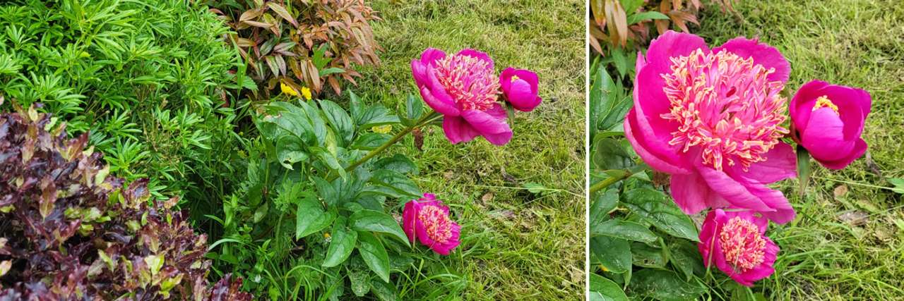 Peony 'Nippon Beauty' planted to near neighbouring shrubs - Photo by Richard (AGC) taken 22/06/2026