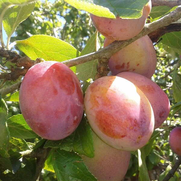 Plum - Prunus domestica 'Victoria' - Image by Susan Ryan from Pixabay