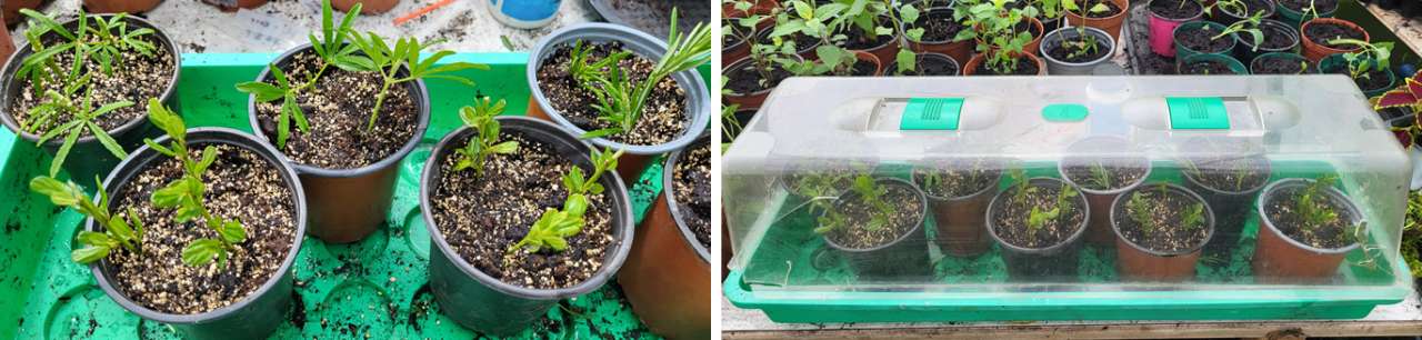 Potted and covered cuttings - Choisya, Ceanothus and Rosemary - Photo taken by Richard 06/07/2026