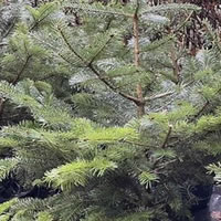 Abies Nordmanniana - Photo taken at Ardcarne Garden Centre, Boyle - 30/11/2025