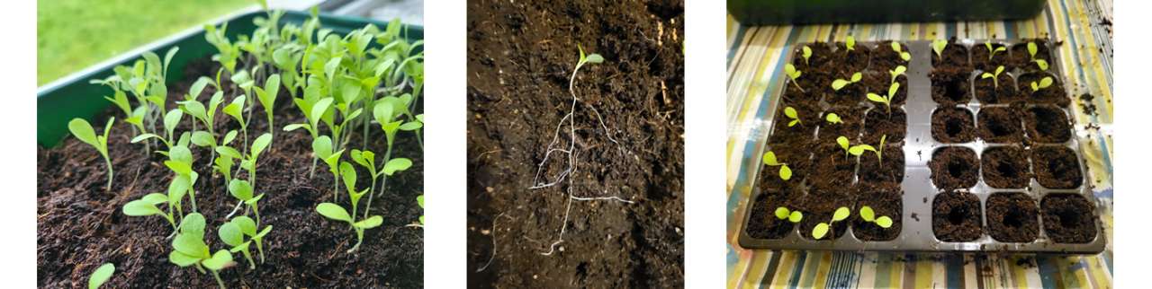 Pricking out and planting lettuce in modules - Photo taken by Richard (AGC) 12/12/2026