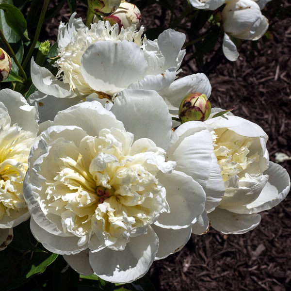 Paeonia lactiflora 'Primavere' - Image by FD Richards (CC BY-SA 2.0)