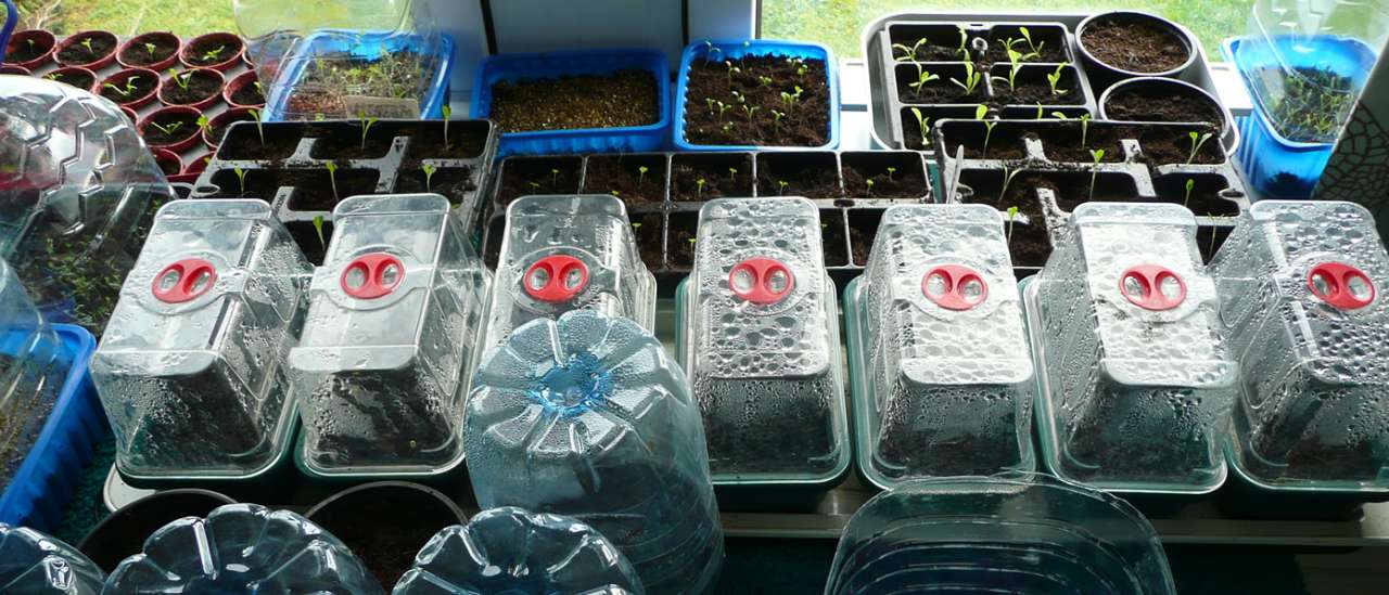 Seeds sown using various propagation methods