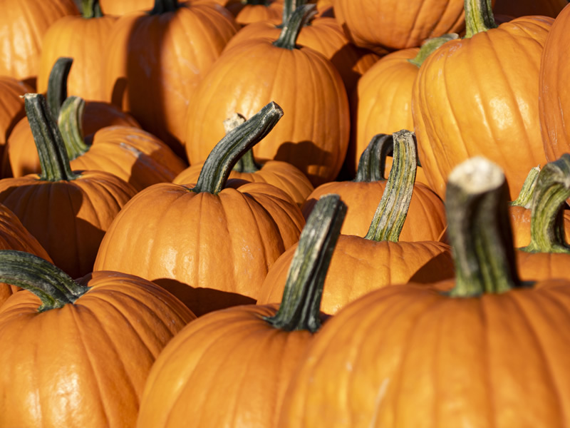 Pumpkin