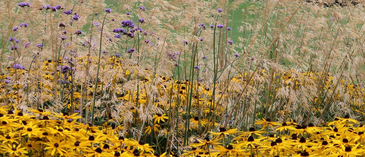 Rudbeckia & Verbena set against a backdrop of Stipa Gigantica at Ragley Hall Gardens - Photo by Amanda Slater (CC BY-SA 2.0 - flickr)