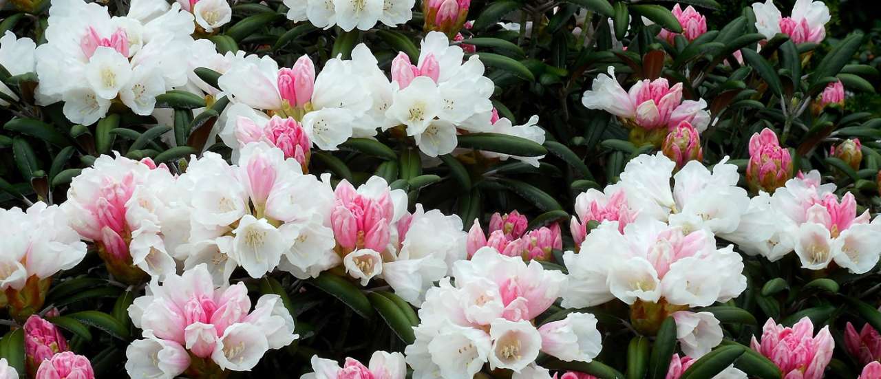 Rhododendron - Image by Jarmila from Pixabay