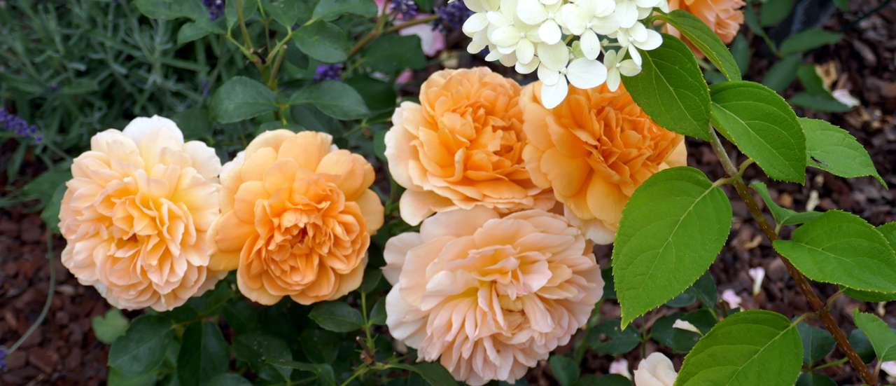 Rose ‘Dame Judi Dench' - Photo by Geolina163 (CC BY-SA 4.0)