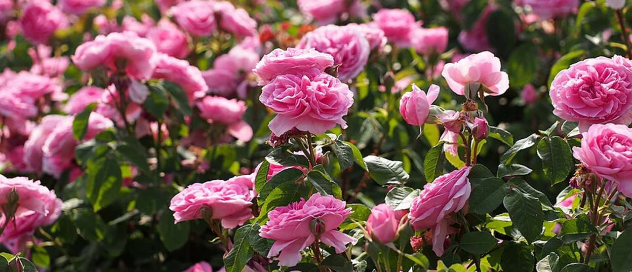 Rose, Gertrude Jekyll - Photo by T.Kiya (CC BY-SA 2.0)