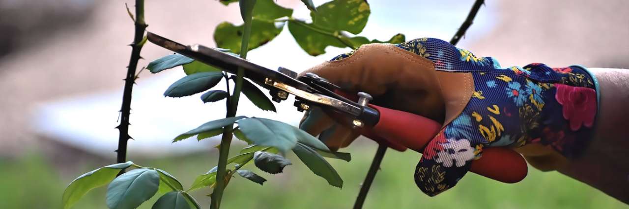 Rose Pruning - Image by Ray_Shrewsberry from Pixabay