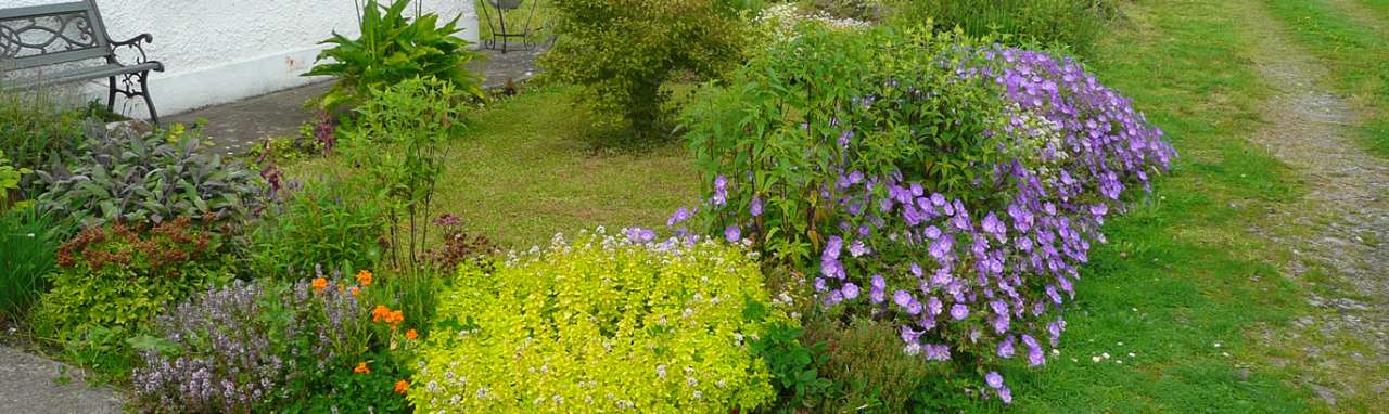 Geranium 'Rozanne' in a front border - Image taken in mid summer 2022 - Richard (AGC)