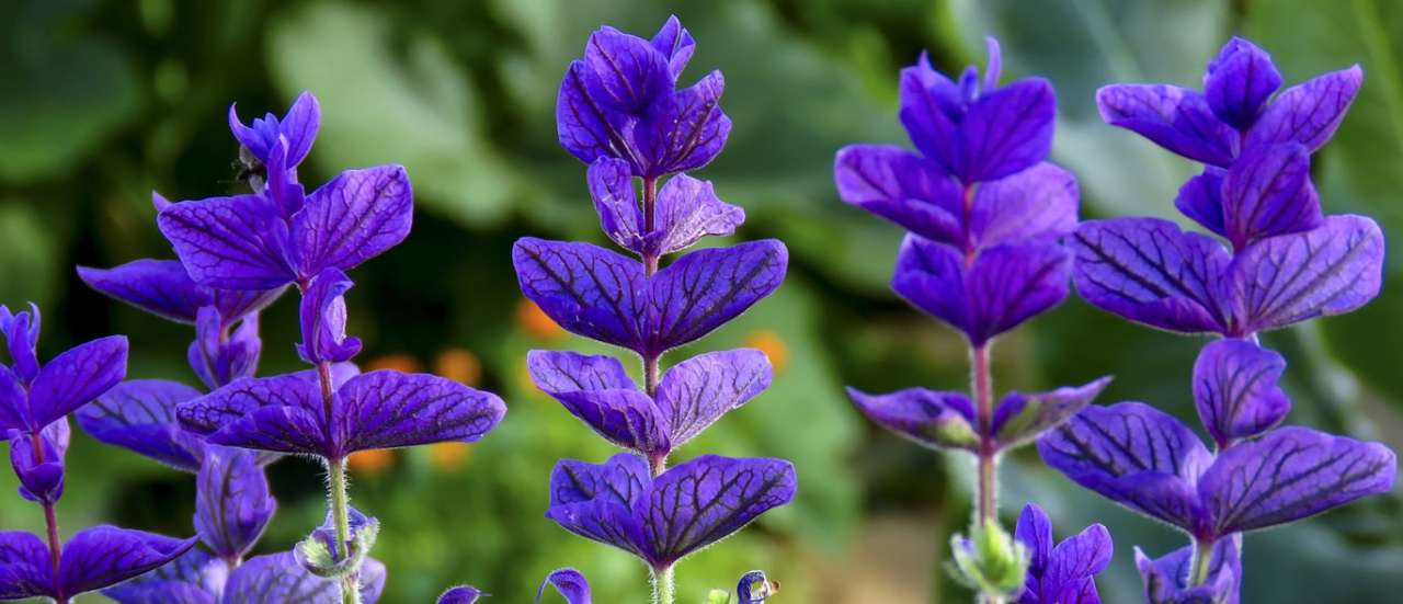 Salvia - Image by Marc Benedetti from Pixabay