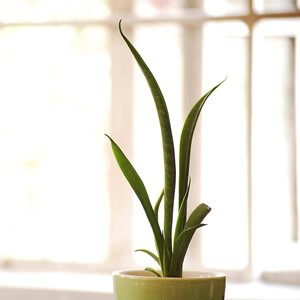 Sansevieria - Image by J. Ｃ@ｍμ z from Pixabay