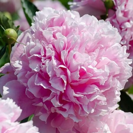 Paeonia 'Sarah Bernhardt' - Image by Katharina N. from Pixabay