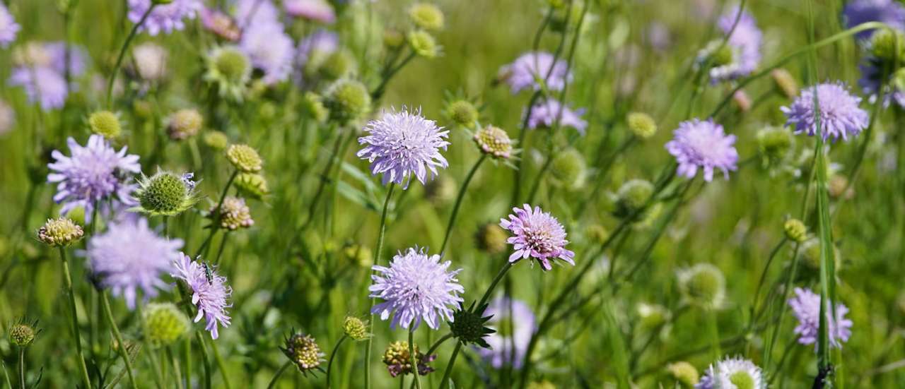 Scabiosa - Image by beauty_of_nature from Pixabay