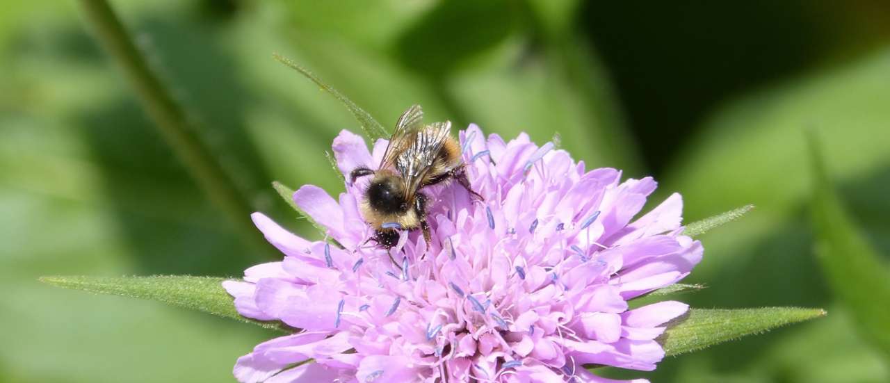 Scabiosa and Pollinating Bee - Image by Marc Pascual from Pixabay