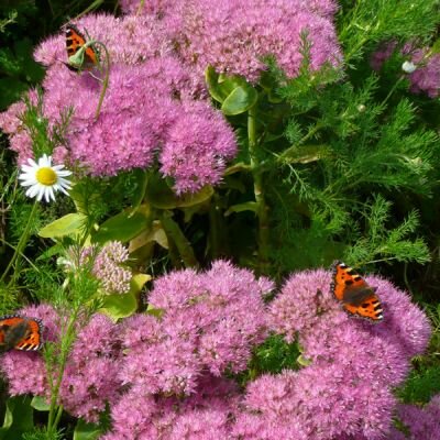 Sedum 'Autumn Joy' in autumn flower - Photo by Richard (AGC)