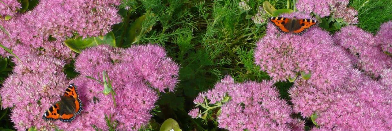 Sedum Flowers Attracting Butterflies - Photo by Richard (AGC) 2019