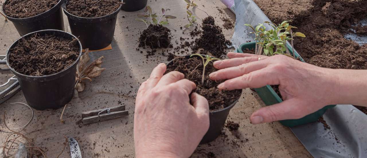 Now is the time to start sowing tomatoes, chillies, aubergines...