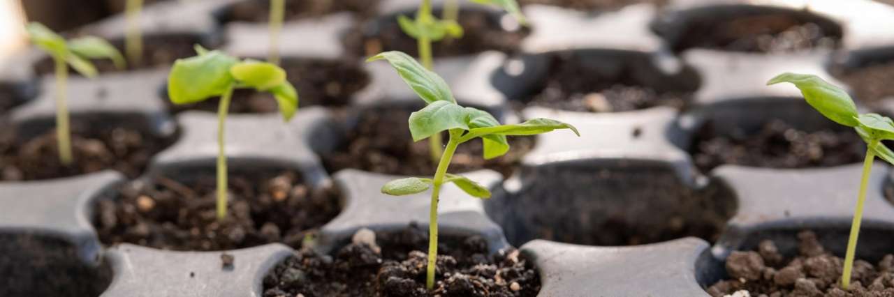 Propagating seedlings - Image by hat3m from Pixabay