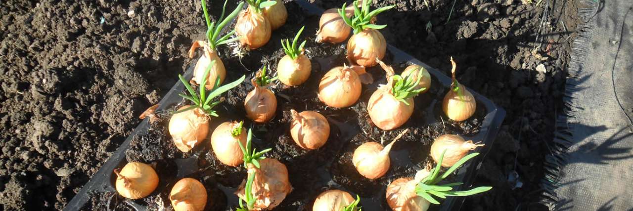 Sots started in modules in mid Feb for planting out on 28 March - Image courtesy of NotJustGreenFingers