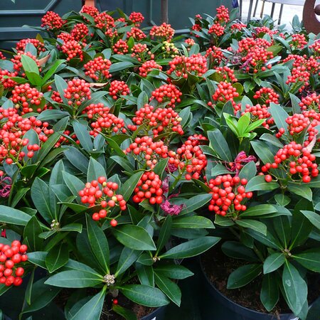 Skimmia