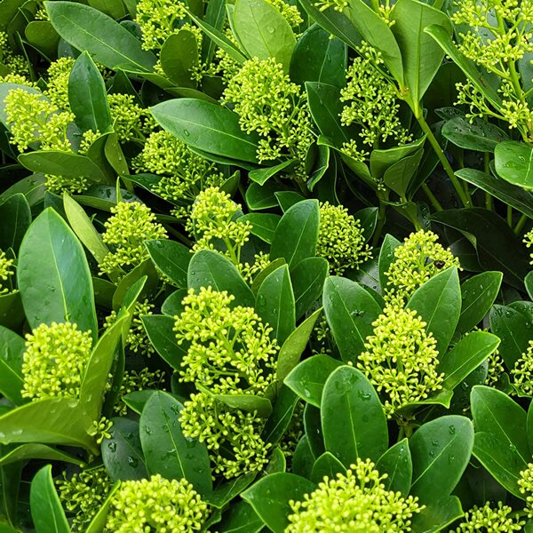 Skimmia 'Finchy' with evergreen foliage and colourful flower buds - Photo taken at Ardcarne Garden Centre, Boyle, 17/09/2026