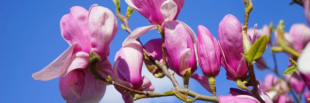 Magnolia soulangeana - Image by Hans from Pixabay