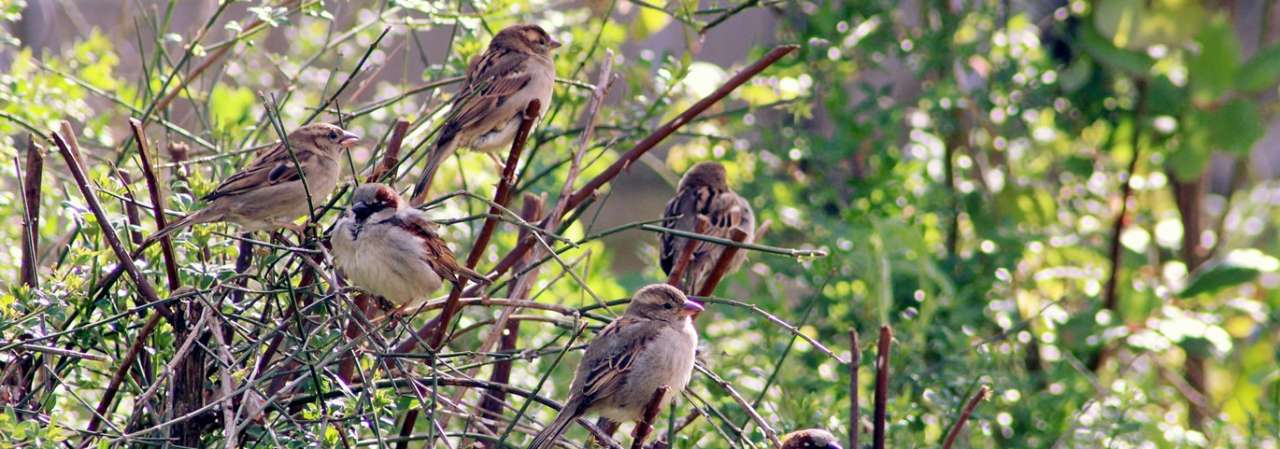 Sparrows in a hedge - Image by Michaela 💗 from Pixabay
