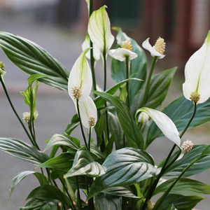 Spathiphyllum - Image by Nika Akin from Pixabay