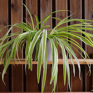 Chlorophytum - Photo by W.carter (CC0 1.0)