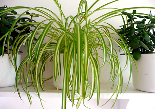 Spider Plant Image by RY (Ardcarne)