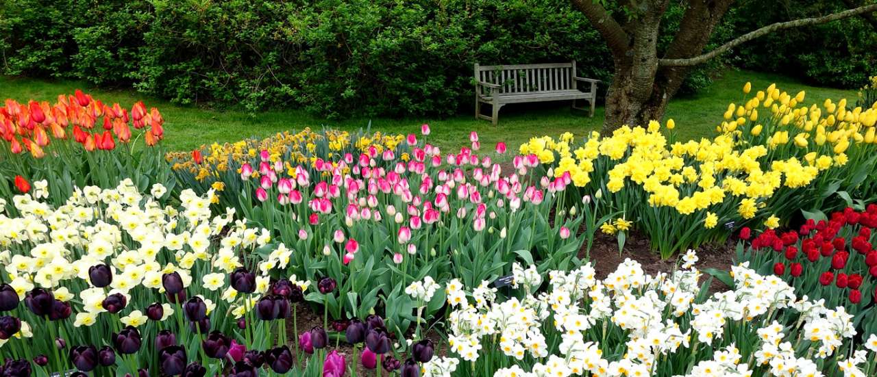 Mixed beds of spring bulbs